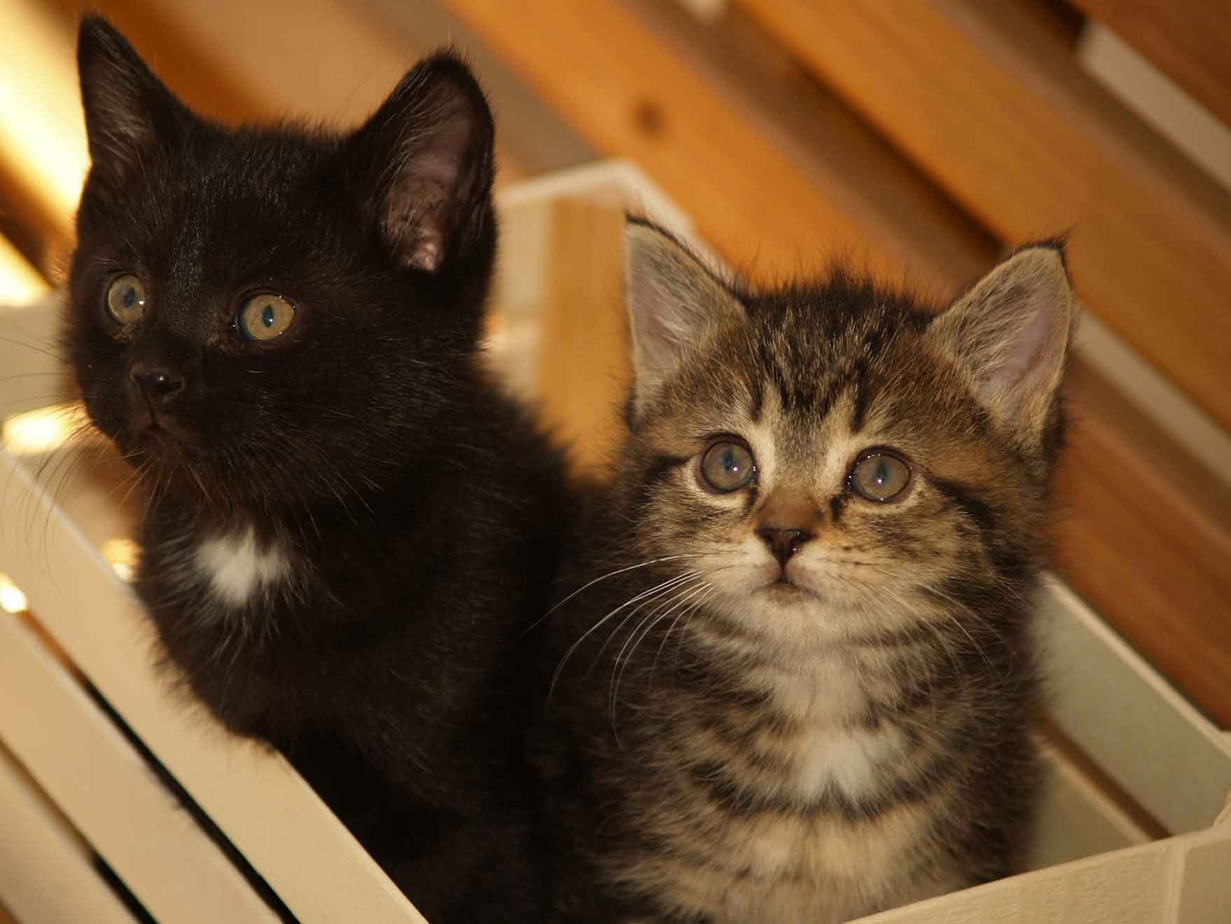 two kitties in a box