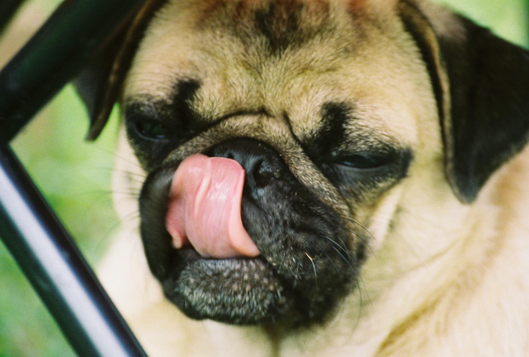 Pug licking lips