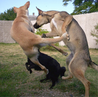 wild tame dogs